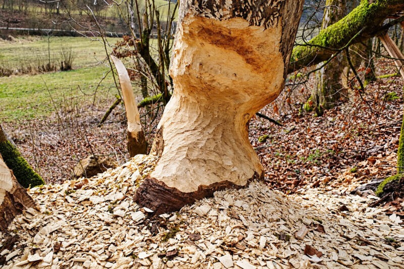 egloffstein-thuisbrunn-biberbiss