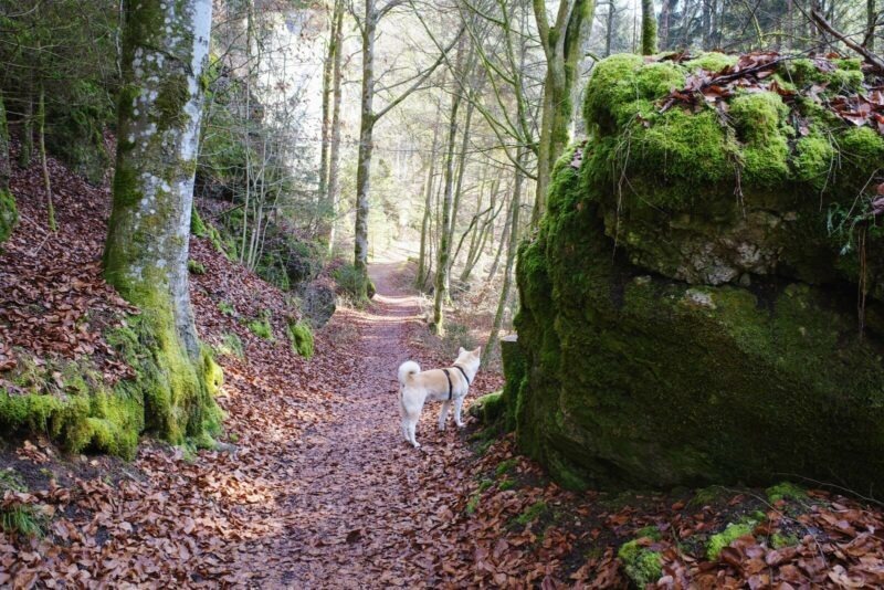 pottenstein puettlachtal yuki