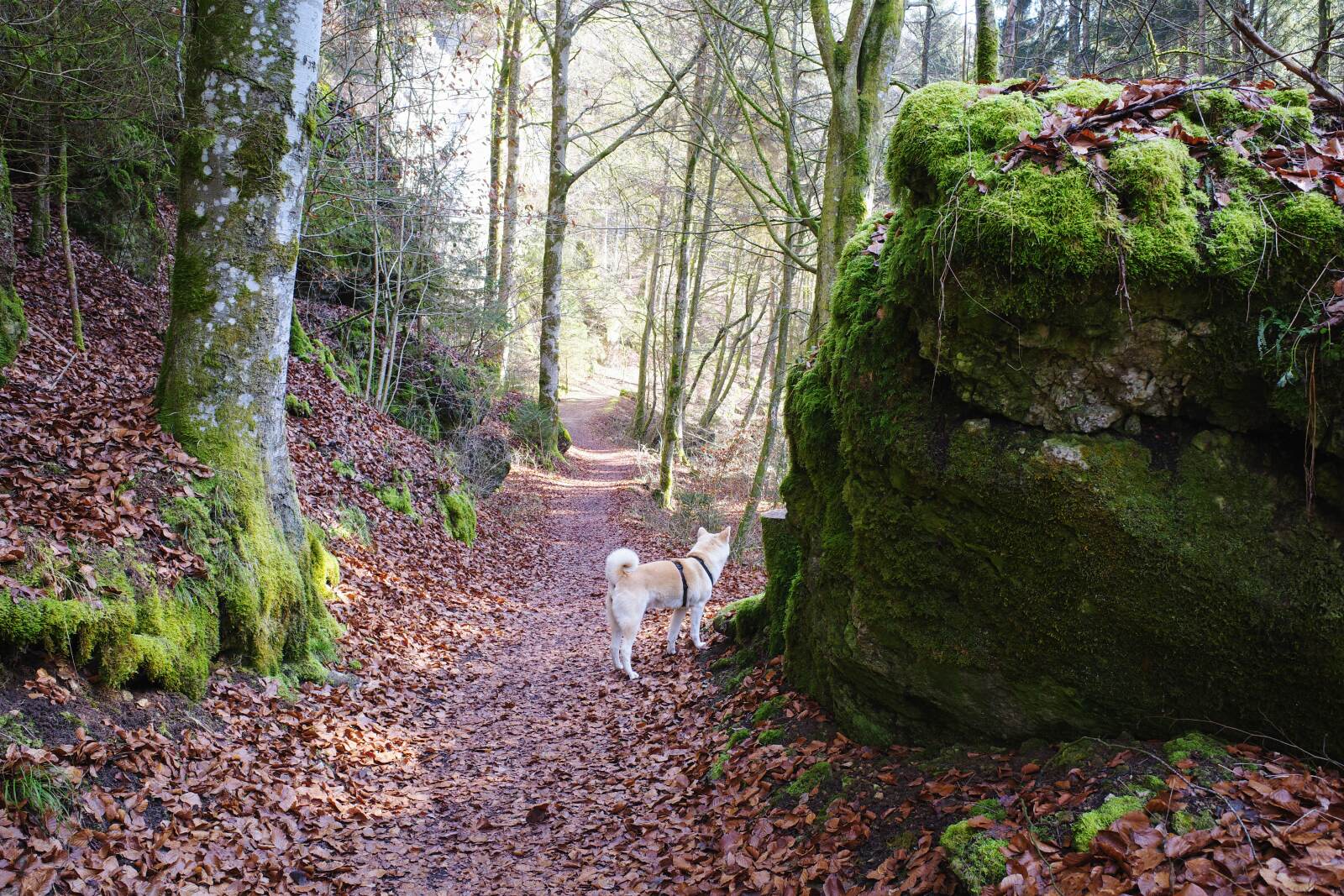pottenstein puettlachtal yuki