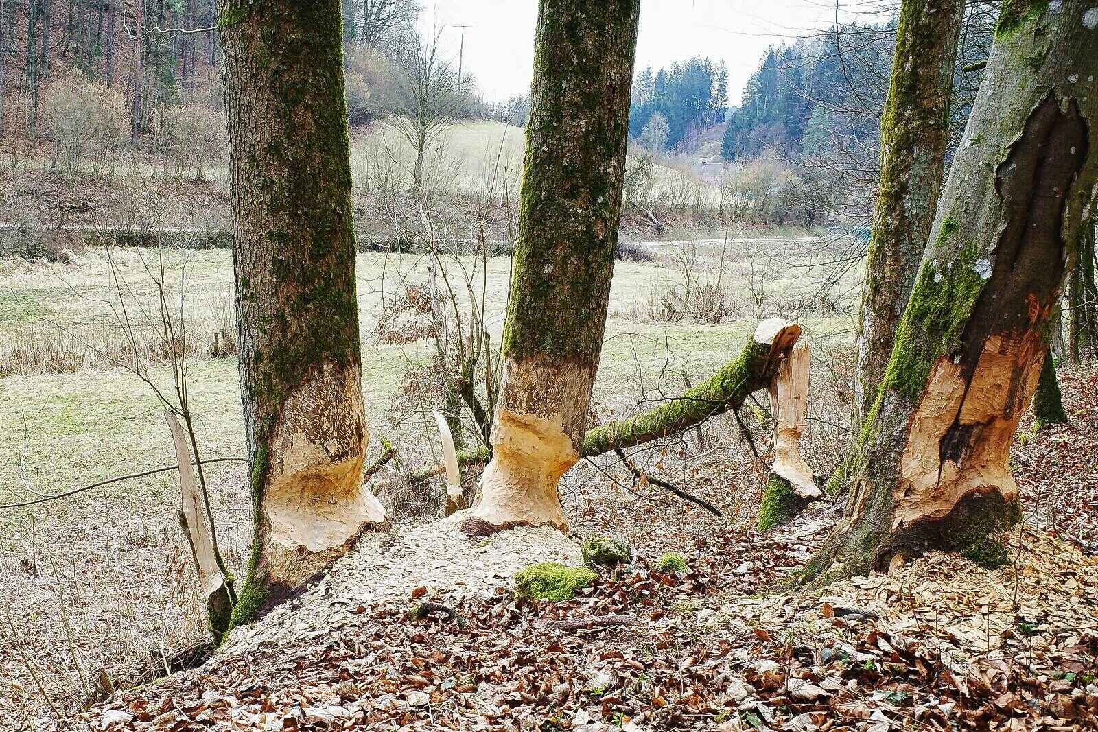 egloffstein thuisbrunn biberbiss new