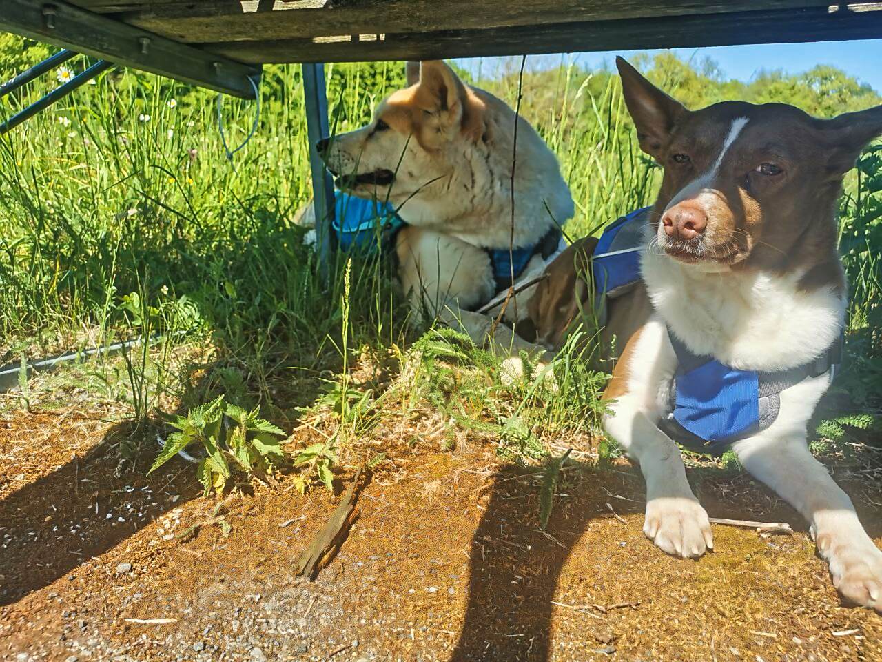 hochrhoener hunde