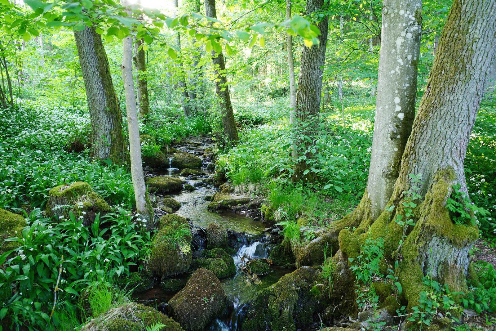Hochrhoener tag5 natur new
