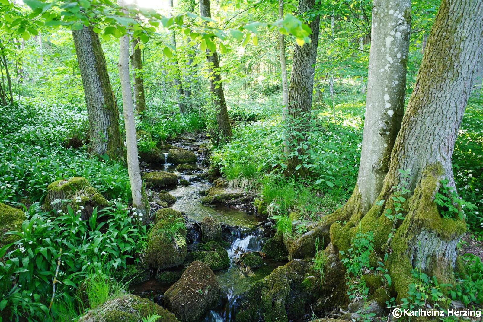 Hochrhoener tag5 natur