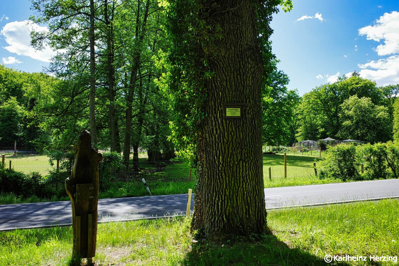 Hochrhoener tag6 eiche