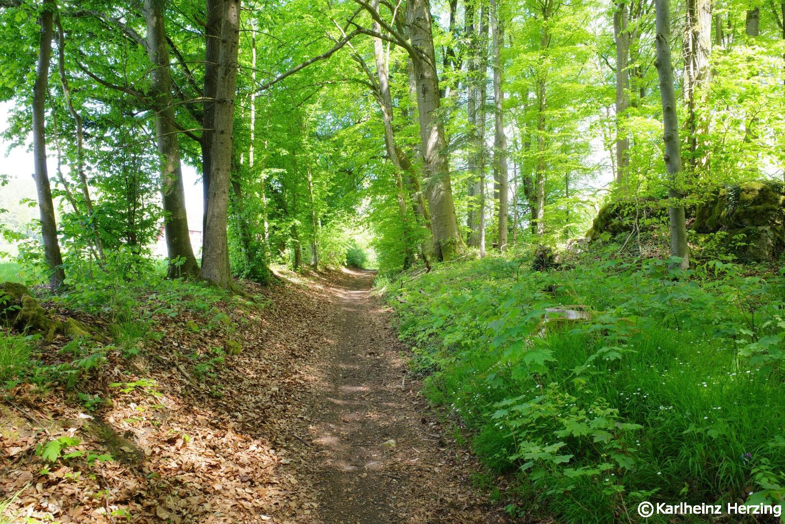 Kleinlesau Tuechersfeld Pottenstein Haselbrunn Hasslach Waldweg