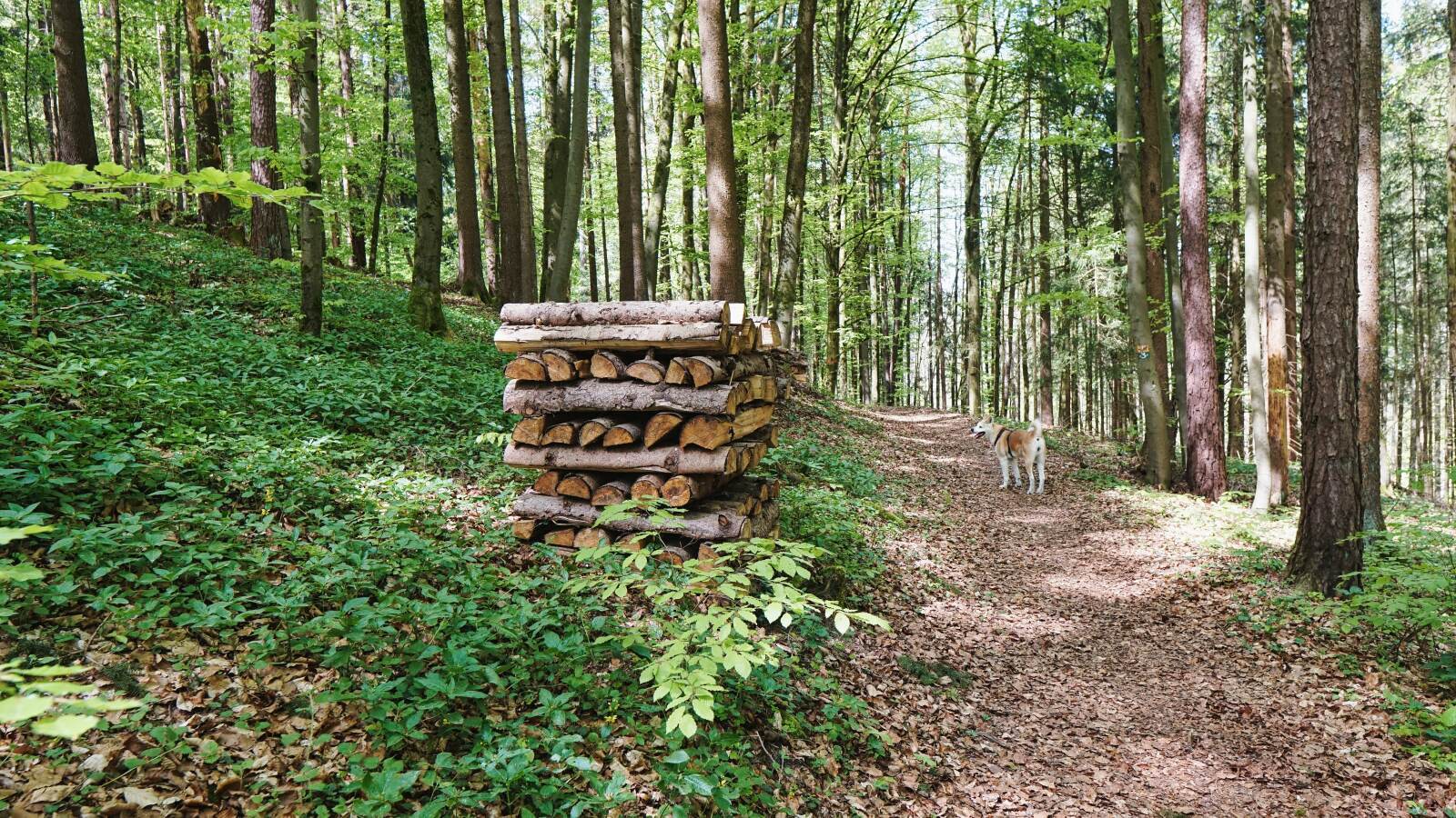 Ezelwang Neukirchen Holz new