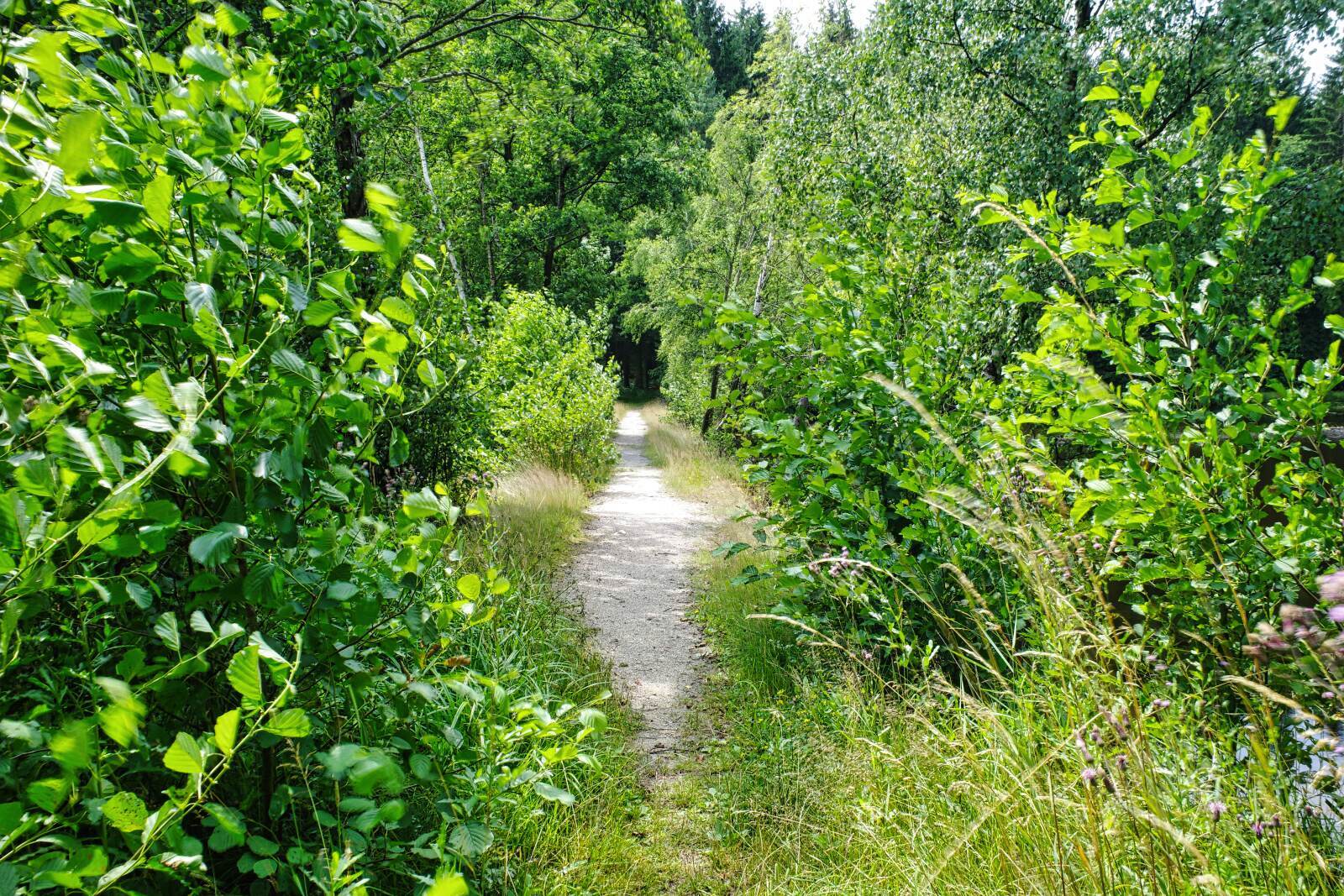 tirschenreuth teich weg new