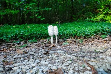 Behringersmuehle Goessweinstein Stadelhofen Pilz