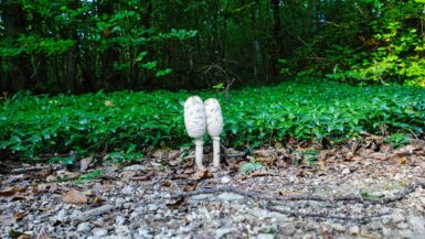 Behringersmuehle Goessweinstein Stadelhofen Pilz e1790098151905