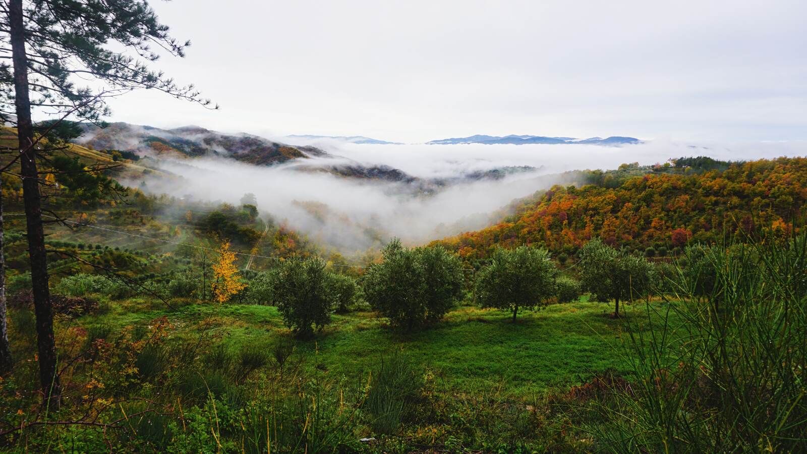 franziskusweg landschaft nebel