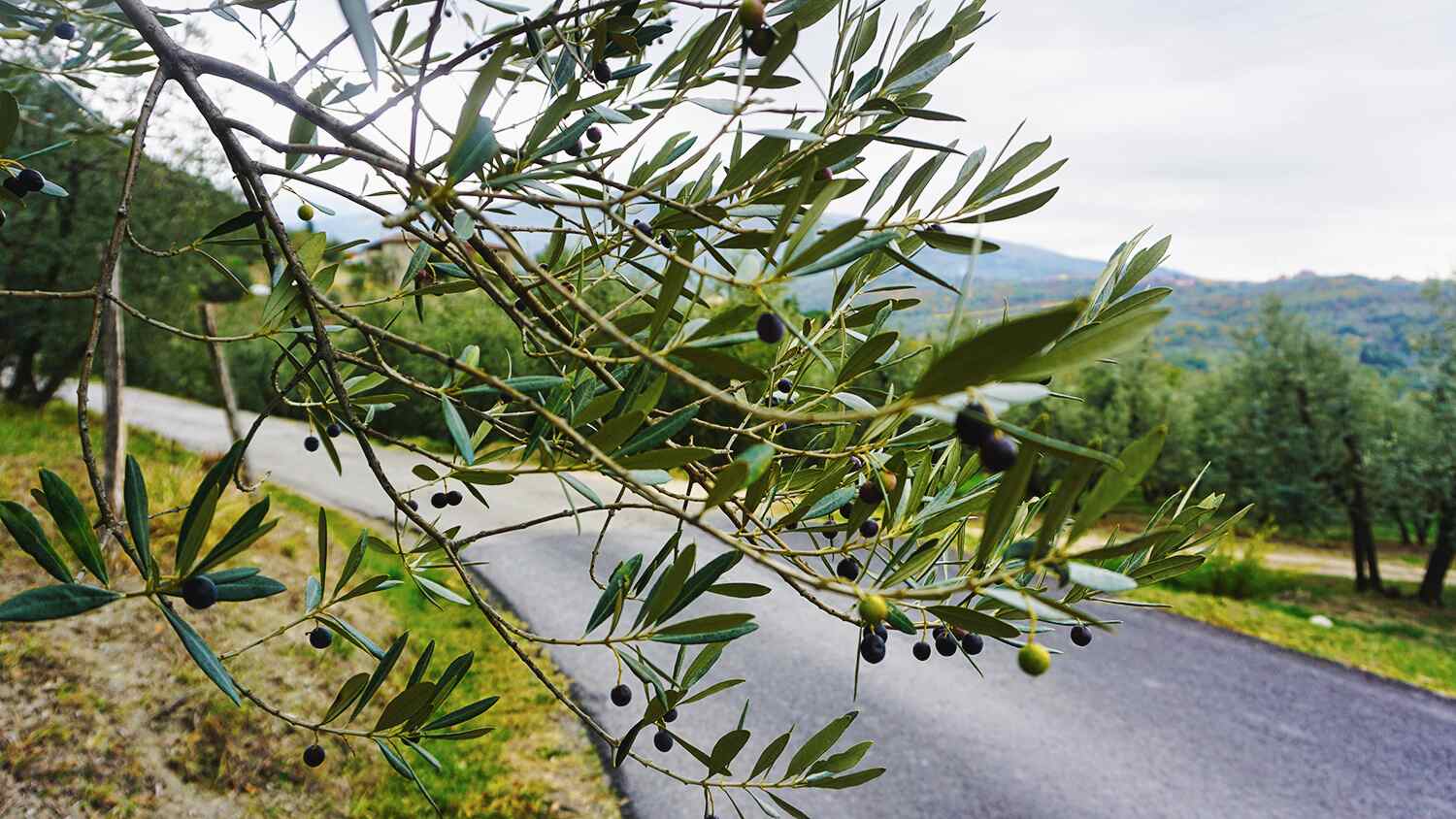 franziskusweg tag eins oliven