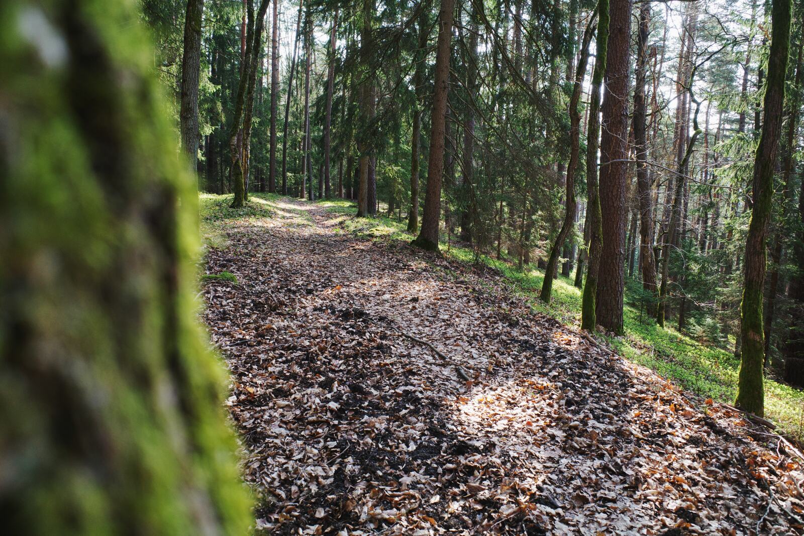 waischenfeld hannberg waldweg 1