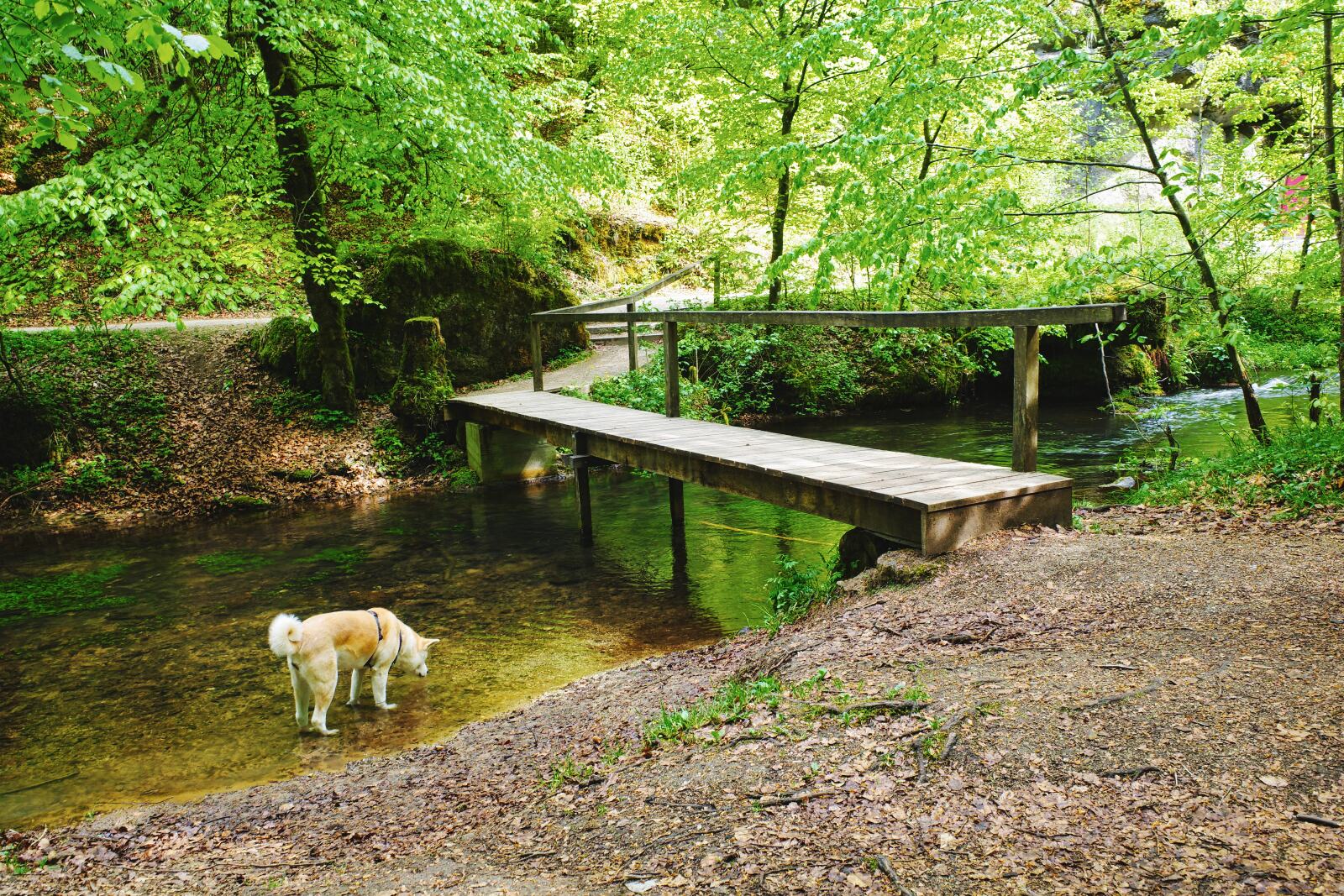 Yuki in der Püttlach