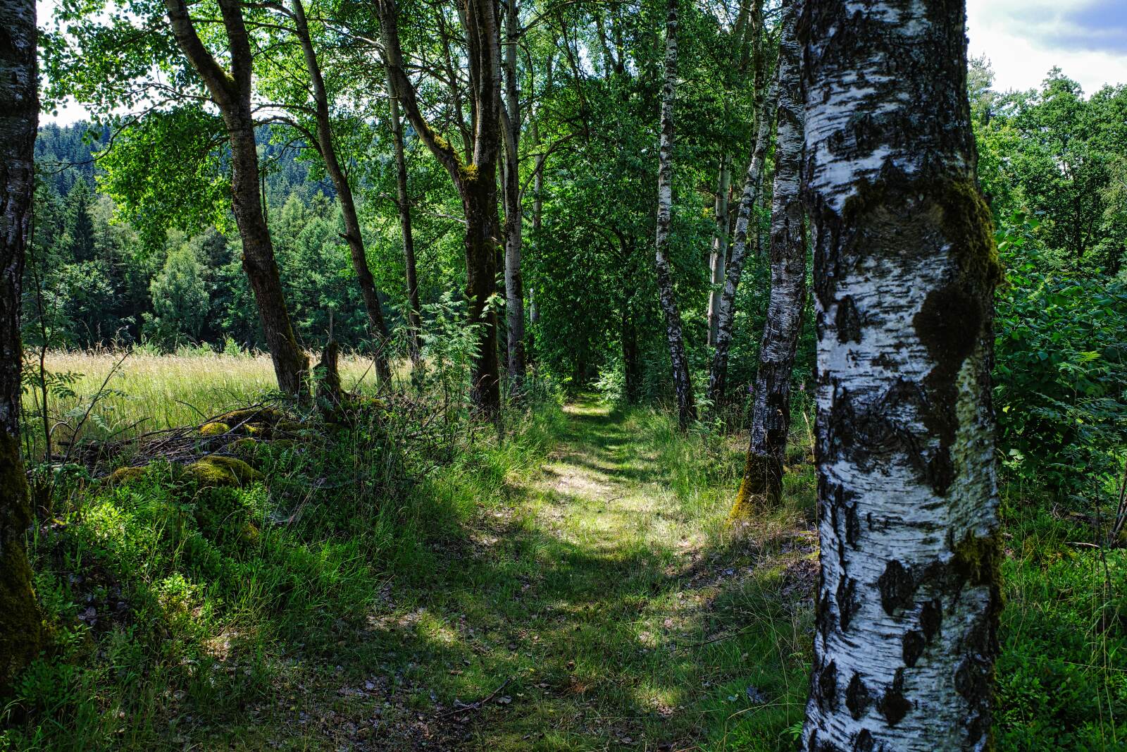 allee oberpfalzweg