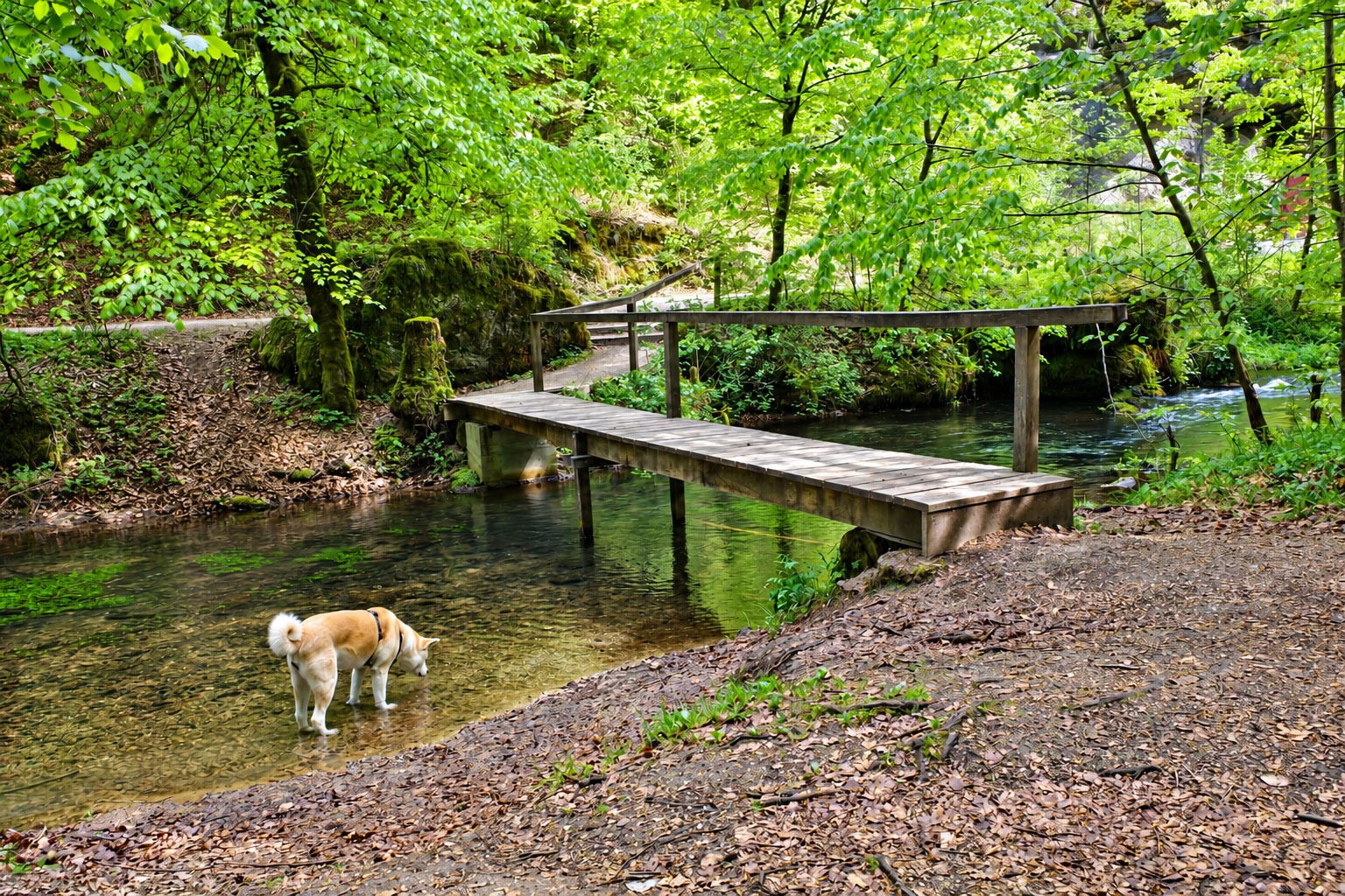 Yuki in der Püttlach