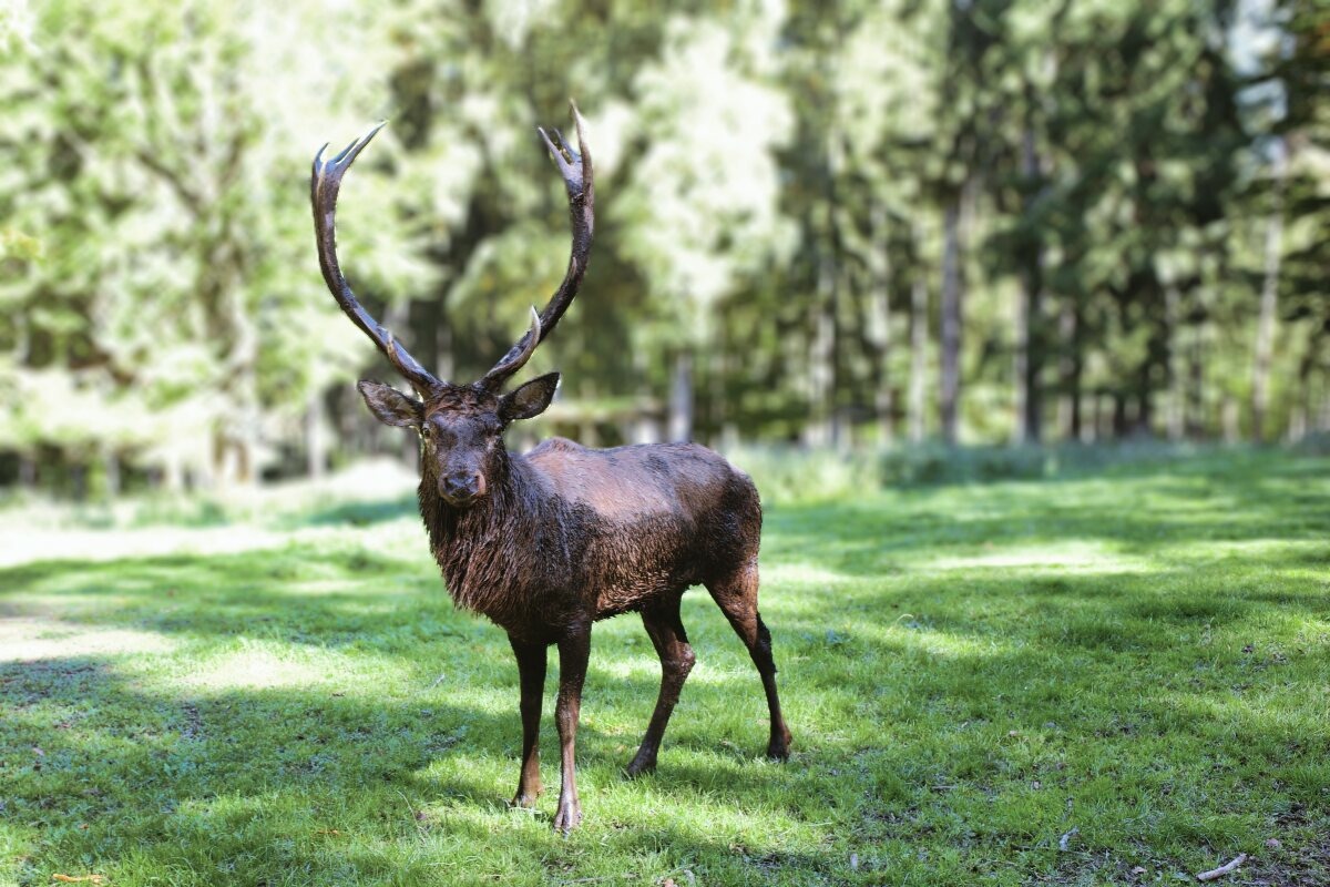 Wildpark Eslarn - schöner Hirsch