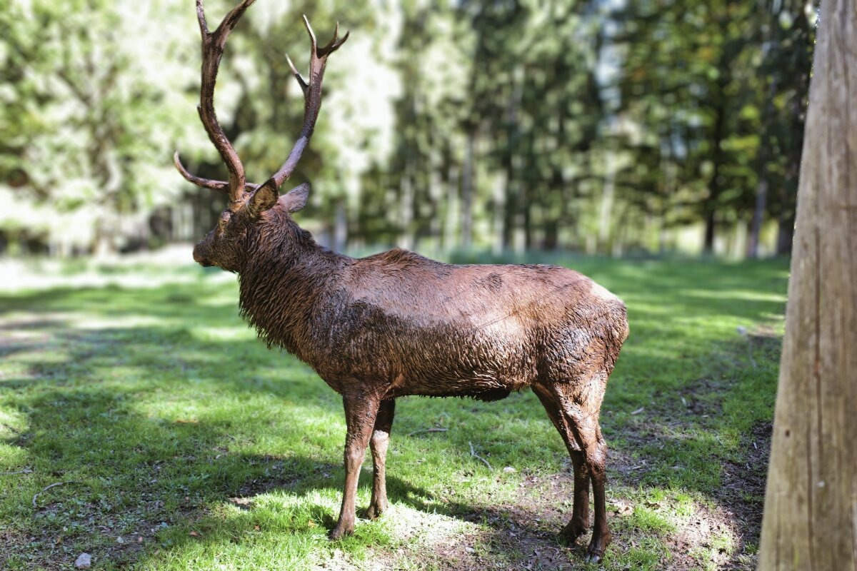 hirsch zahm